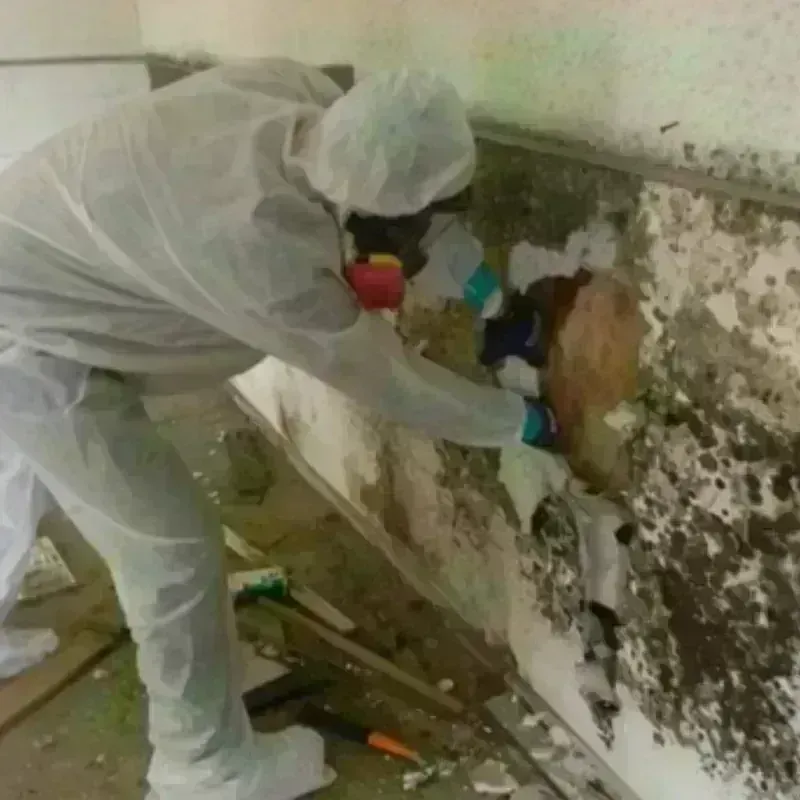 Mold Remediation and Removal in Brigham City, UT